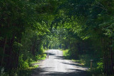 Tree Canopy 19012