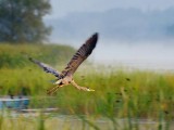 Heron In Flight 18975