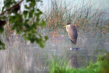 Dawn Heron 19326