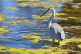 Heron With A Catch 19071