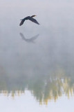 Cormorant In Flight 20080910