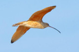 Long-billed Curlew In Flight 33433