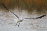 Squawking Gull In Flight 33474