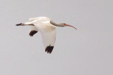 White Ibis In Flight 34318