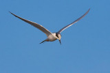 Tern Hovering 34720