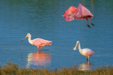 Roseate Spoonbills 36681