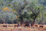 Distant Deer 39679