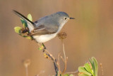 Blue-gray Gnatcatcher 39178