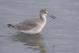 Willet With A Catch 40931