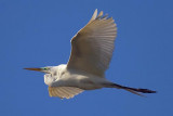 Egret In Flight 45544