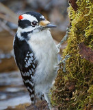 Woodpecker 20090420
