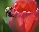 Bee On A Tulip 48121