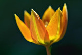 Backlit Orange Tulip 48544