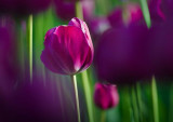 Purple Tulip 48816