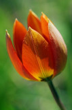 Backlit Orange Tulip 48546