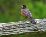 Robin On A Rail 20090520