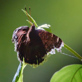 Mourning Cloak Butterfly 00428