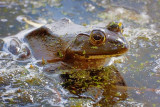 Bullfrog In The River 00504