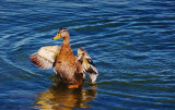 Fanning Its Wings 04309