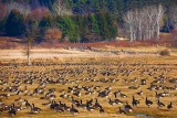 Field Of Geese 20091202