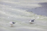 Gulls On Ice 11439