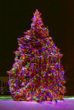 Gilmores Christmas Tree 20091217