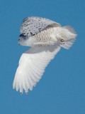 Snowy Owl In Flight 20100109