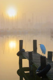 Egret Watching The Sun Rise 4709