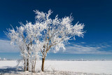 Frosty Trees 52664