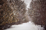 Snowy Laneway In Snowstorm 14236