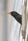 Starling In A Vent 52910