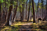 Jack Pine Trail 15774