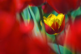Yellow & Red Tulip 20100424