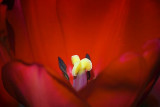 Red Tulip Stamen 53162