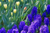 Tulips & Hyacinths 53176