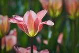 Pink Tulip 53203