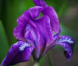 Purple Iris 53408
