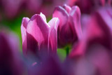 Purple Tulips 53525