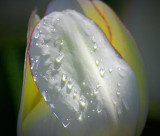 Wet Tulip 53506