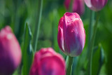 Pink Tulip 53517