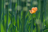 Lone Orange Tulip 53552
