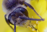 Bug On A Yellow Flower 53624 (crop)