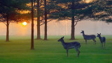 Dawn Deer 20060415