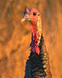 Wild Turkey Closeup 71442