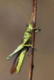 Green Grasshopper 71367