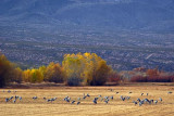 Field of Cranes 73058