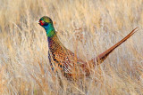 Pheasant 20071117