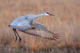 Crane Landing 73737