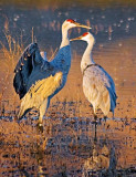 Cranes of the US Southwest