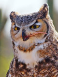 Great Horned Owl Lunch Gallery (Not for the squeamish or mouse-lovers)